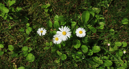 White daisies (Bellis perennis) on the lawn on a sunny morning, top view © prambuwesas
