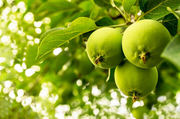 Young green apples close-up on a branch in the sunlight on a blurred background. Apple tree, fruit ripening, spring plant growth, Vitamin healthy food