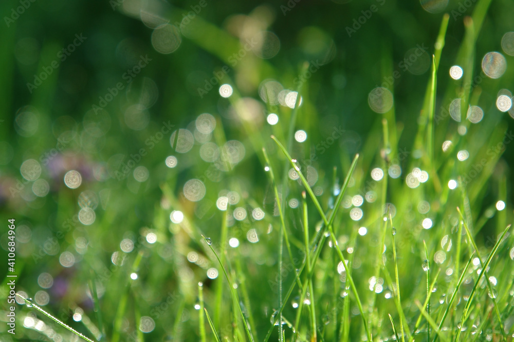 Wall mural abstract green natural background. dew on the grass in the sunny morning with beautiful soft bokeh e