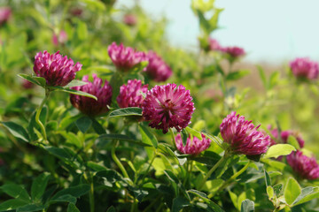 Wild red clover on the meadow, close-up, space for text. A purple-red flowers of zigzag clover (Trifolium medium) in the field on a sunny morning