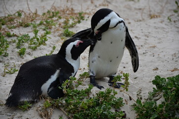 Pinguin-Paar auf Boulders Bay in Simons Town, Südafrika
