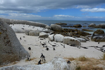 Pinguin-Kolonie auf Boulders Bay in Simons Town, Südafrika