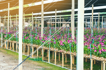 Pink flower bouquet on stem of Dendrobium orchid  with spray water for nursery flora business in...