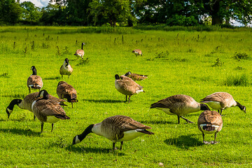 A flock of Canadian Geese grazing in a summer pasture in Warwickshire, UK