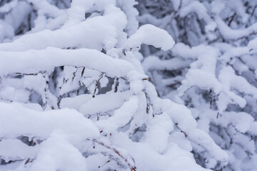 Shrub branches in a huge amount of white snow