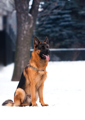 Shepherd dog sitting sideways in winter in the park