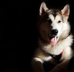 dog malamute smiling, husky in studio isolated on dark background, funny happy siberian alaskan dog looks like a teddy bear. Portrait of Howl Alaskan Malamute Dog, isolated on Black Background