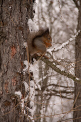 winter landscape in the park on a snow-covered tree among the branches sits an adult squirrel