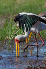 Yellow-billed stork - Okavango Delta - Botswana