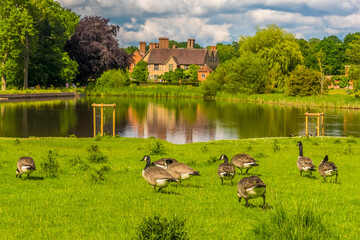 Canadian Geese meander towards a lake in Warwickshire, UK