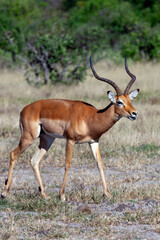 Fototapeta premium Male Impala Antelope - Botswana - Africa