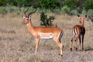 Naklejka na ściany i meble Impala Antelope - Botswana - Africa