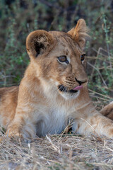 Lion cub in the Savuti region of  Botswana - Africa