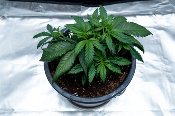 Zenithal photo of a medical marihuana plant inside a special cupboard for cultivation.