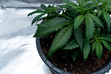 Details of a medical marihuana plant inside a special cultivation cabinet.