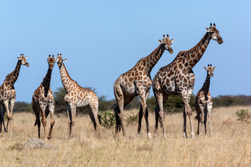 Obraz na płótnie Canvas Giraffe in the Savuti region of Botswana - Africa