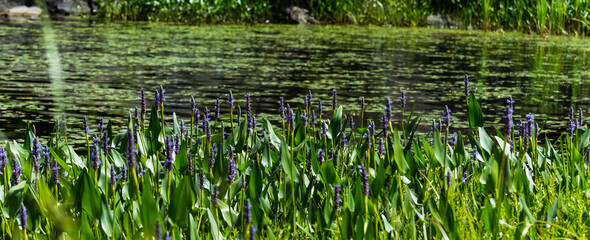 Fototapeta premium grass and water
