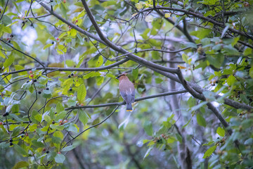 Obraz premium bird on a branch