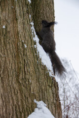 winter landscape in the park on a snow-covered tree among the branches sits an adult squirrel