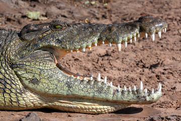 Nile crocodile - Chobe River in Botswana