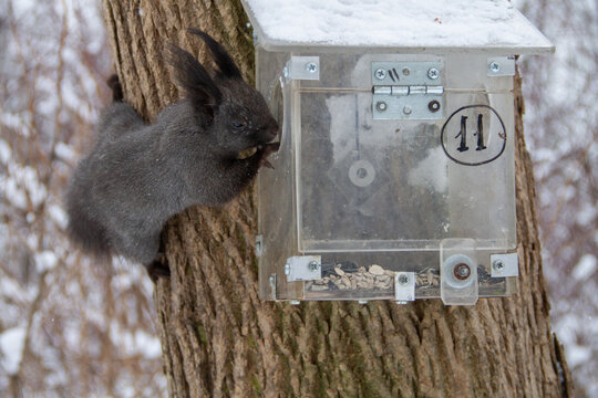 winter landscape in the park a black squirrel climbs into a feeder on a tree trunk