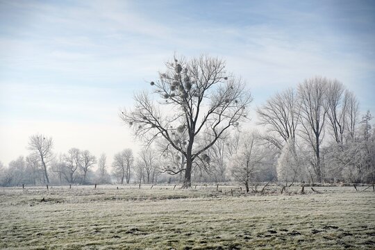 trees in the field with white frozen branches