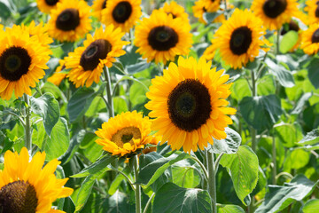Field of sunflowers. Yellow, orange sunflowers grow in the field. Agricultural crops.
