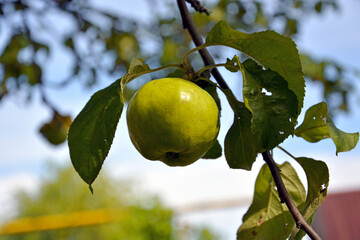 An apple on a branch. Ripe apples hang on the branches of the apple tree. Harvesting apples. Fruit trees in the garden.