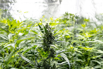 Group of medical marihuana plants inside a special cupboard for cultivation, in the foreground, a tip of a plant where the buds come out. Selective focus.
