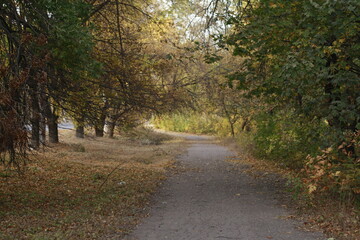Fototapeta premium autumn road leading into the distance