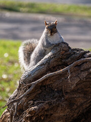 squirrel on a tree