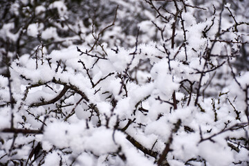 Soft snow on tree branches