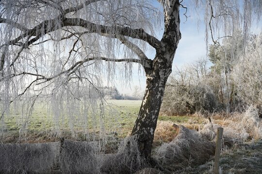 trees in the field with white frozen branches