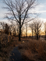 sunset in the park