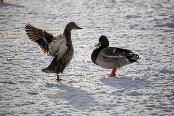 duck on the snow