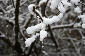 Twigs with new soft snow