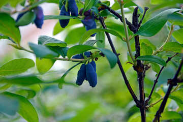 Honeysuckle berries on a branch close-up. Berry bushes in the garden. The beginning of fruiting...