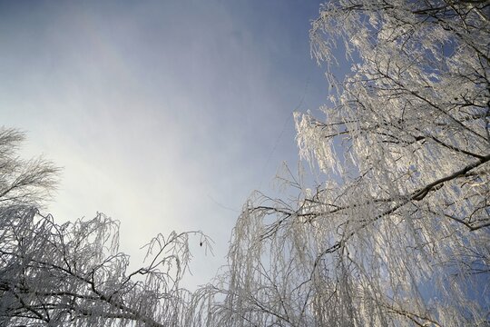 trees in the field with white frozen branches
