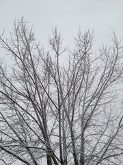 Fototapeta na wymiar Nature background , tree branches , winter .