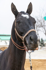Fototapeta na wymiar Young Akhal-Teke horse. racehorse. Turkmenistan