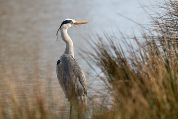 Grey heron on an early morning