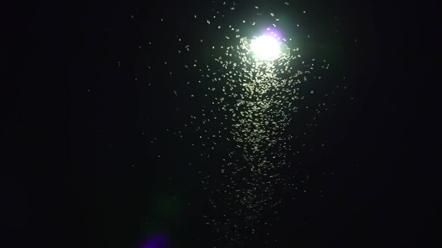 Moths fly around the street lights at night.