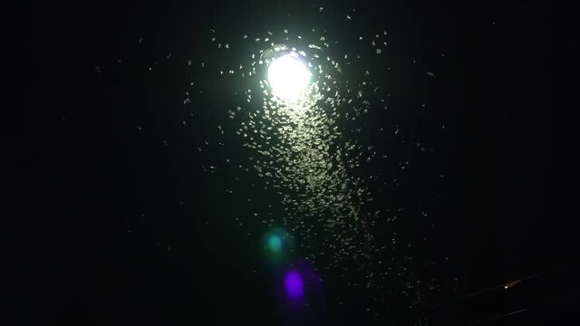 Moths fly around the street lights at night.