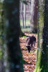 view of deers in forest