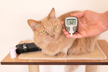 Cat's owner while measuring the blood sugar values of his feline. Cats and diabetes concept....