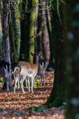 Naklejka na ściany i meble view of deers in forest