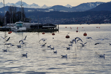 Naklejka premium Seagulls on the lake Zurich, Switzerland, with snow mountains in the background.