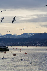 Seagulls on the lake Zurich, Switzerland.