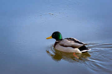 Obraz premium Birds and animals in wildlife concept. Amazing mallard duck swims in lake or river with blue water under sunlight landscape. Closeup perspective of funny duck.
