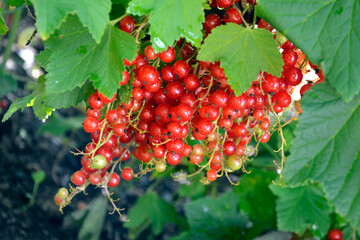 Obraz premium Red currant close up. Berry bushes with fruits. Ripe berries hang in clusters on a bush branch. Harvesting in summer.